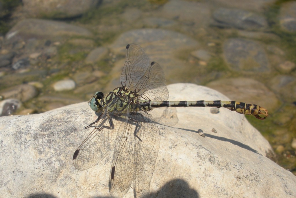 Da determinare: Onychogomphus forcipatus unguiculatus